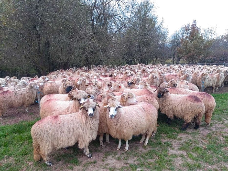 Oi de ținut de vanzare