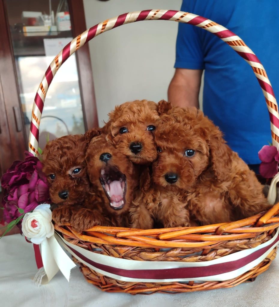 Той Пудел (teacup)