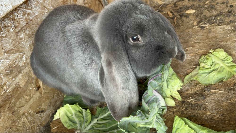 Iepuri Berbec German