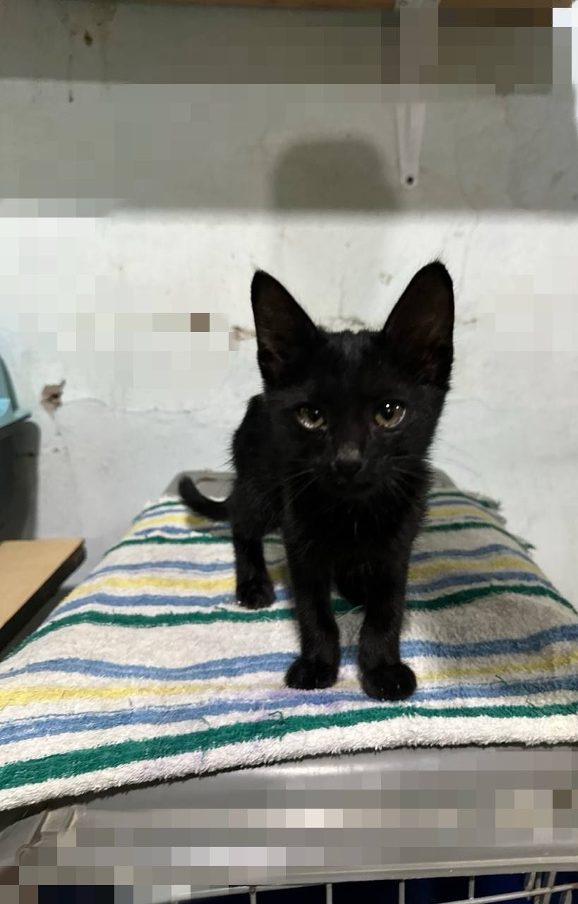 Пристраиваются котята