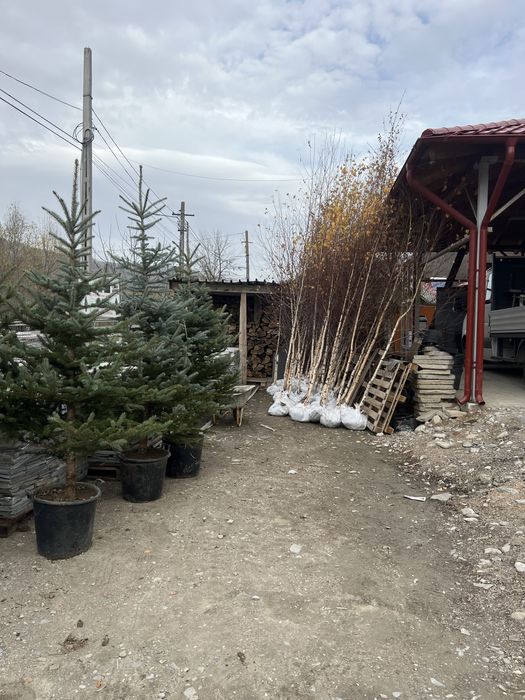 Brazi argintiu si mesteacan Alb