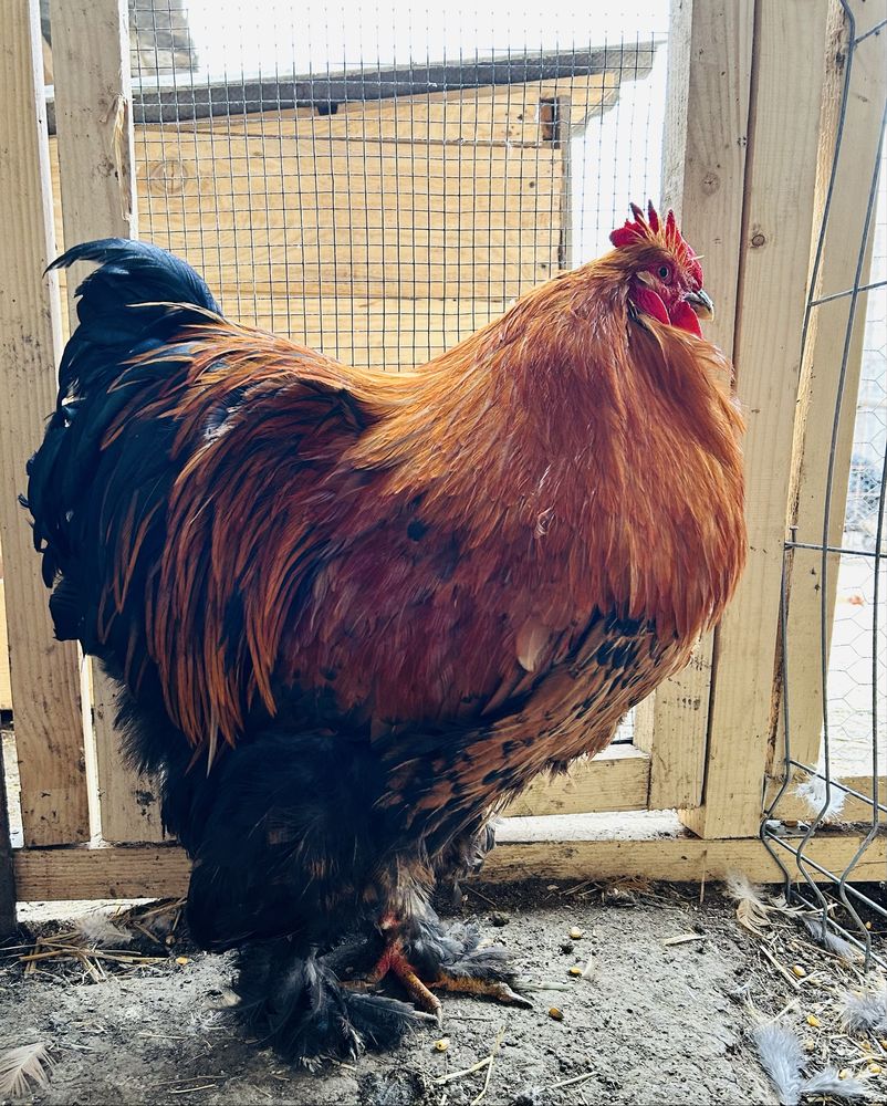 Oua incubat cochinchin