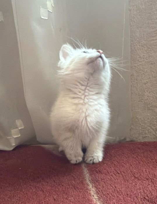 Я отдаю свою кошку Флосси бесплатно.