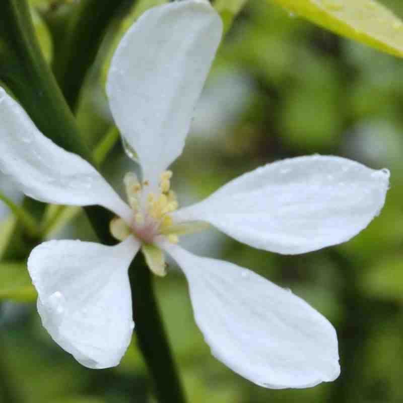 Див лимон - Poncirus trifoliata