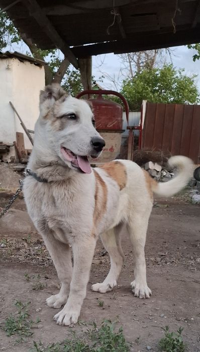 Алабай кушык 5 айлык