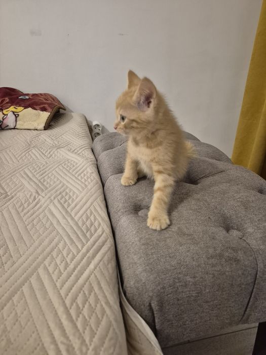 Котенок рыжий отдам даром