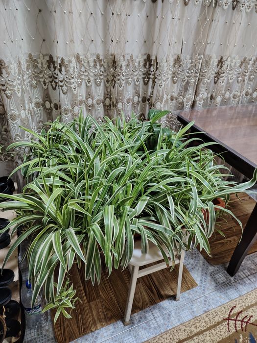 Цветы Хлорофитум длинный горшок