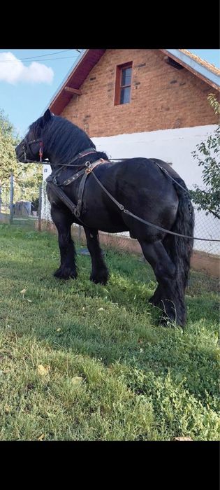 Vând mânz negru 5 luni jumate
