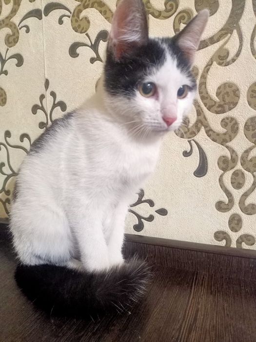 Котёнок мальчик бесплатно