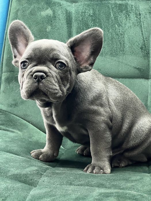 Bulldog francez baietel