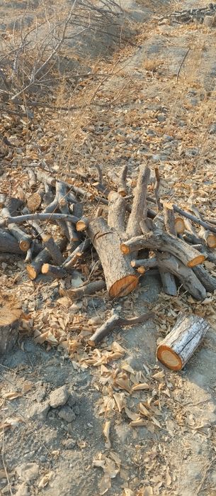 Kesilgan tayyor oʻtin cheklanmagan miqdorda