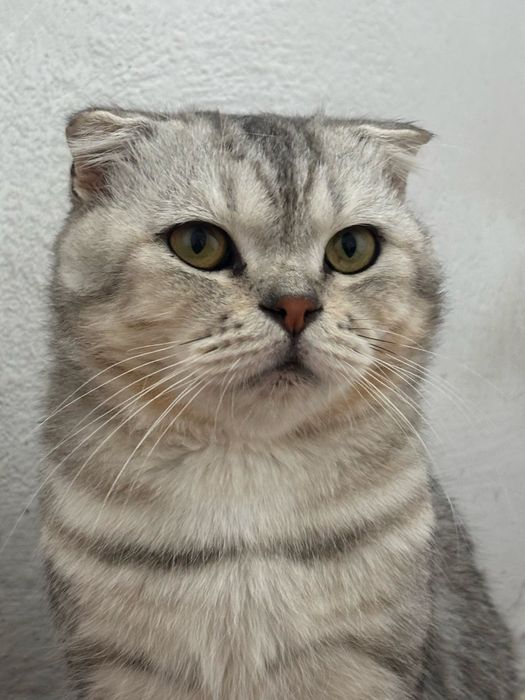 Продается шотландский вислоухий кот