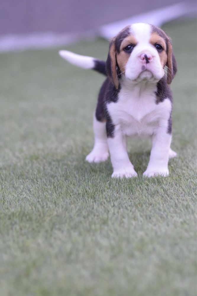 Beagle tricolor mascul