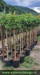 Plante ornamentale, spirale magnolia grandiflora, pon pom, brazi