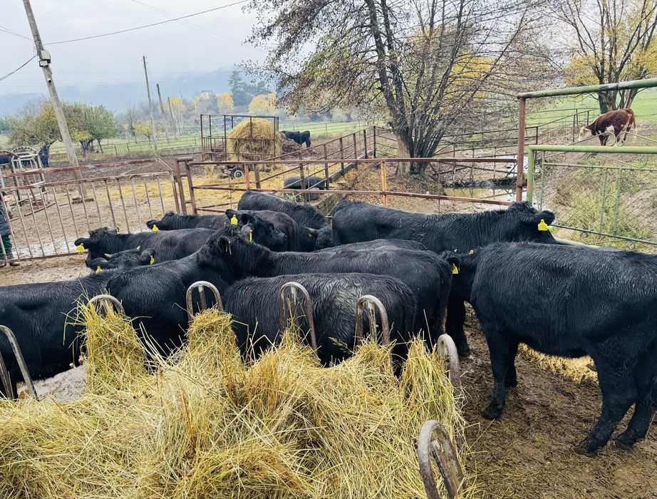 Отбити телета от 170/240 кг