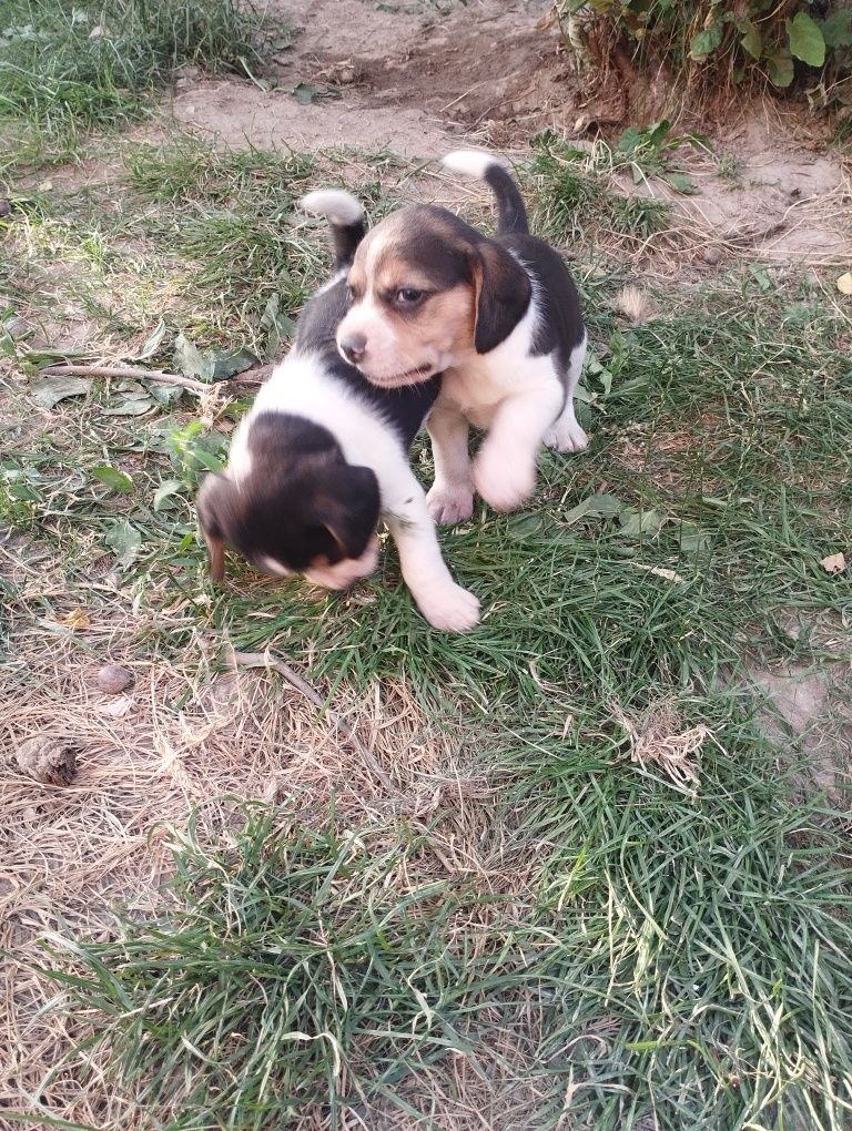 Продавам куче Бигъл