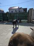 Caini cane corso