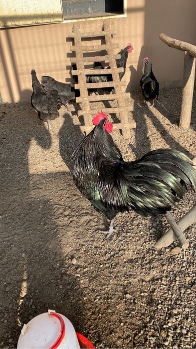 Pui de rasa din gaini rare!