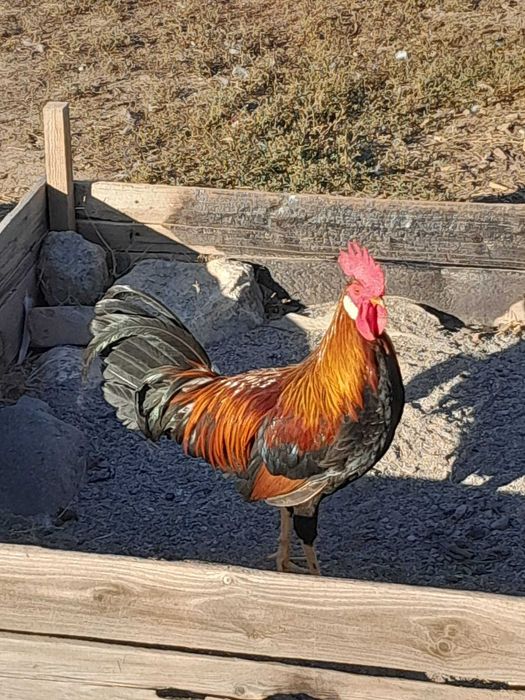 Vand gaini si pui de rasa