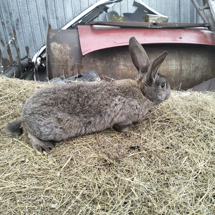 Продам кроликов порода великан