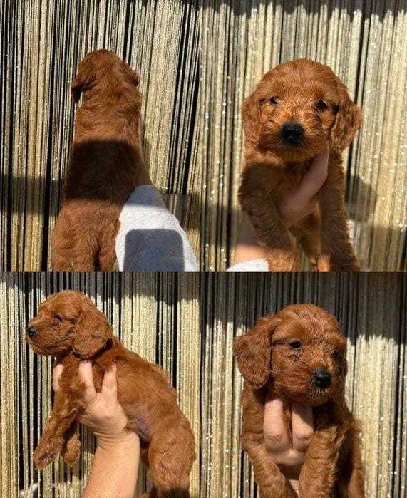 Căței adorabili de Cavapoo Fox Red