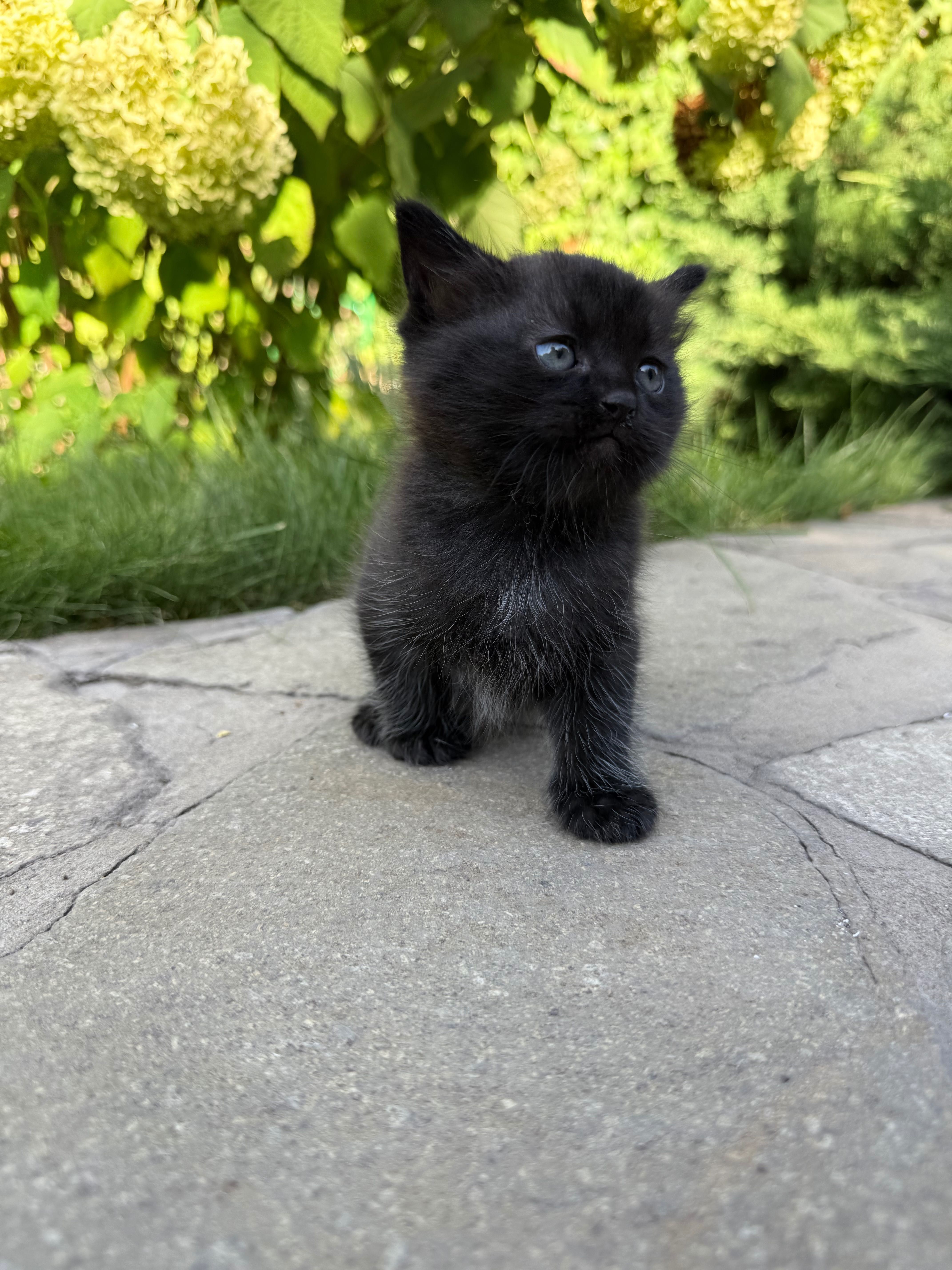 котенок ищет дом