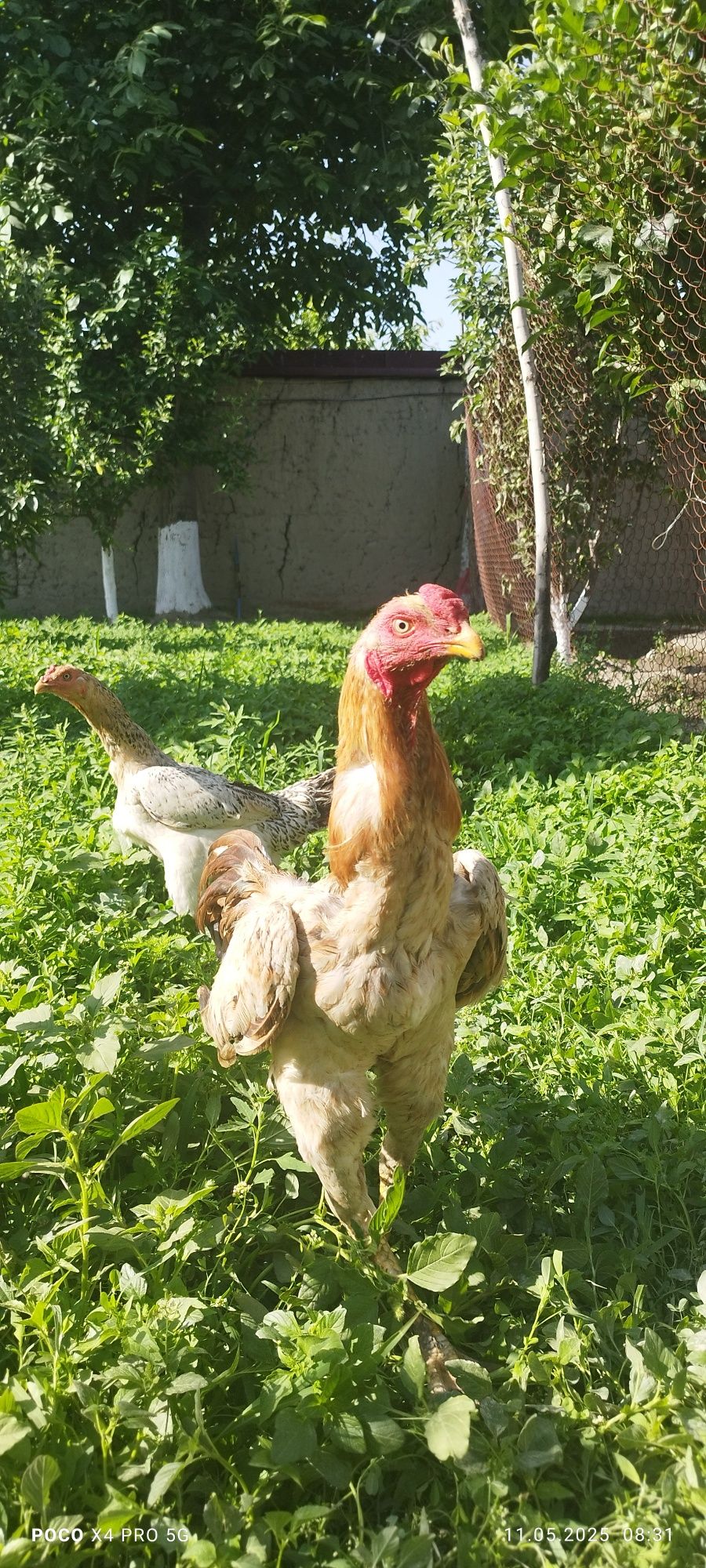 Dakan xuroz sotiladi