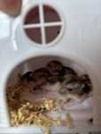 donez hamsteri pitici nou nascuti