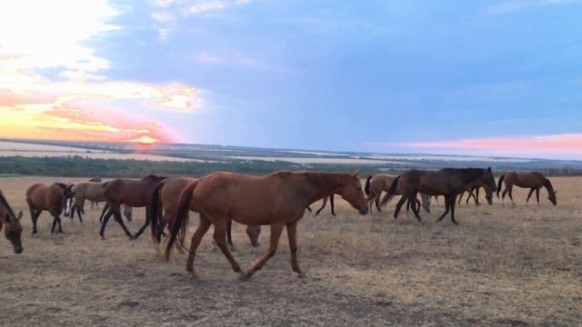 Продам лошадей.