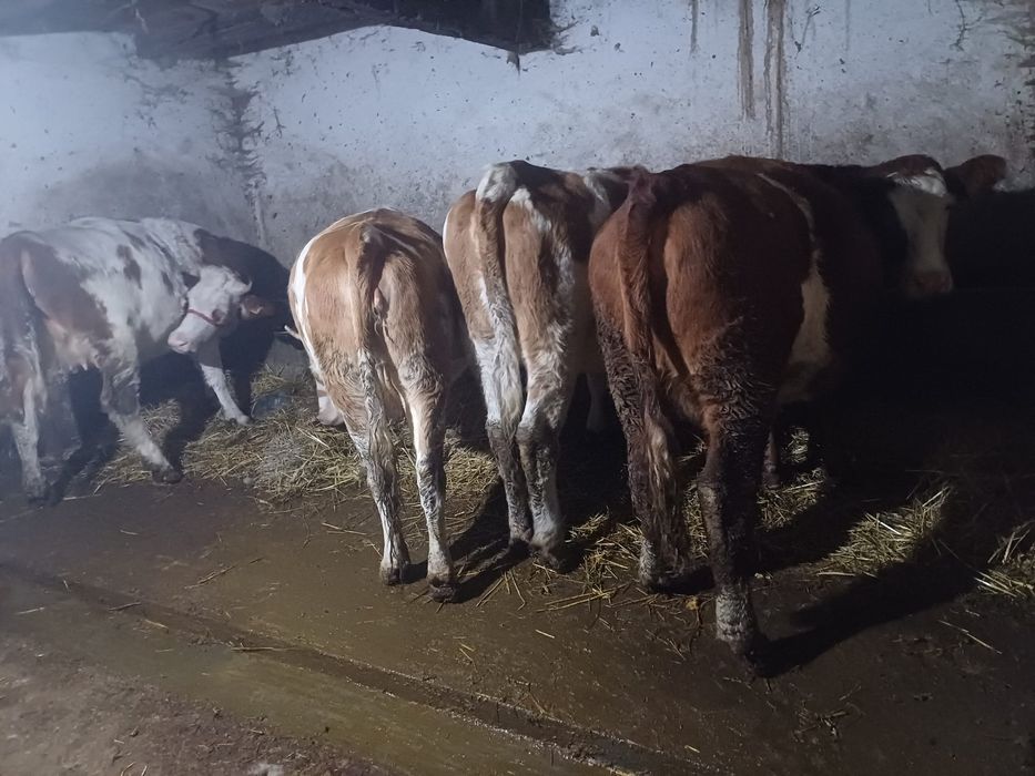 Vand júniusi gestante