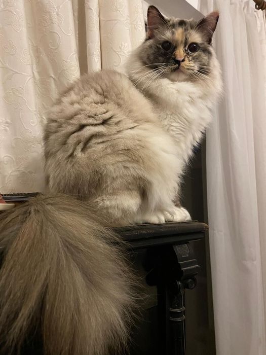 Pisica Ragdoll sterilizata