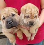 Shar pei pui mici