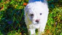 Pui de Bichon Maltez