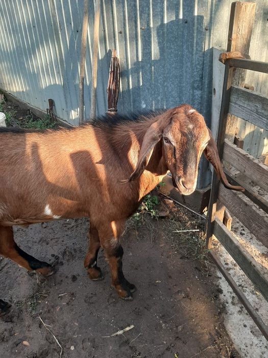 Vând țap sau la schimb