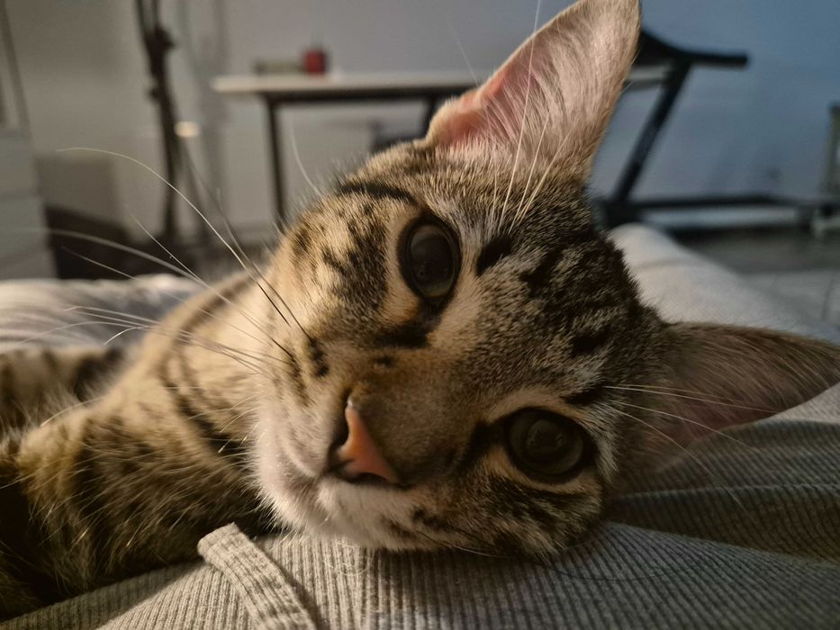 Motănel pentru adoptie