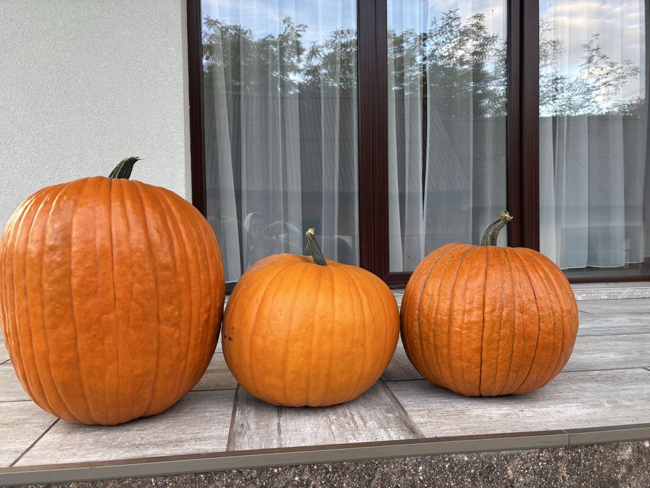 Bostani decorativi Toamna/Halloween