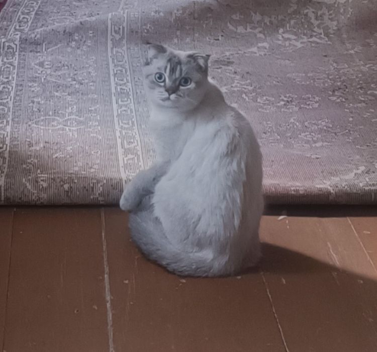 Mushug scottish fold кот