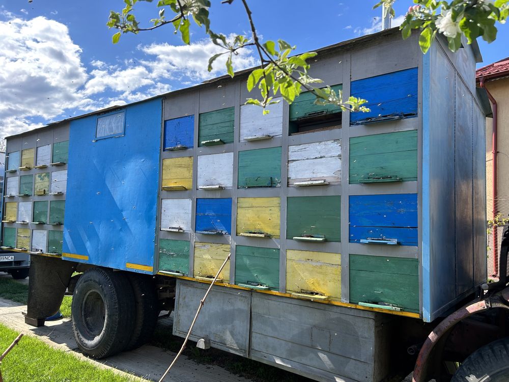 Camion apicol 72 cutii + 50 familii albine