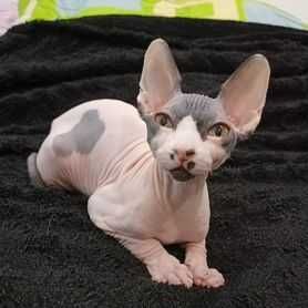 Бесплатно котенка сфинкса