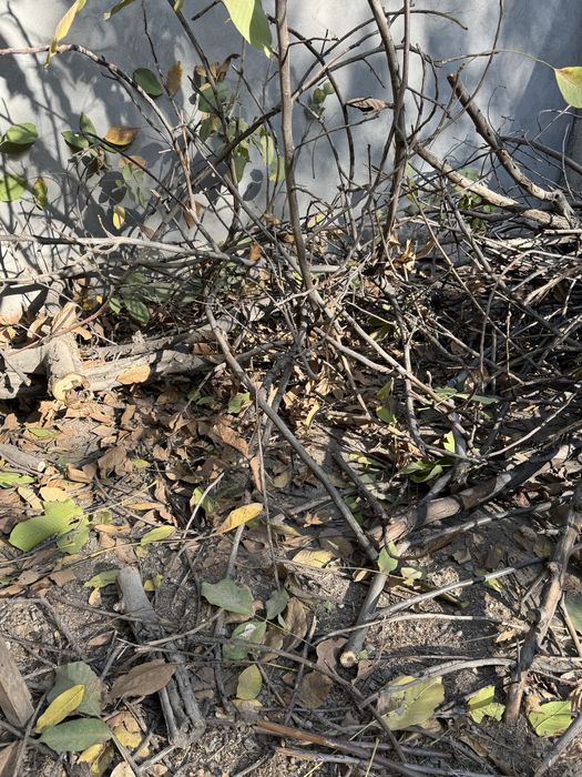 Сухие дрова даром