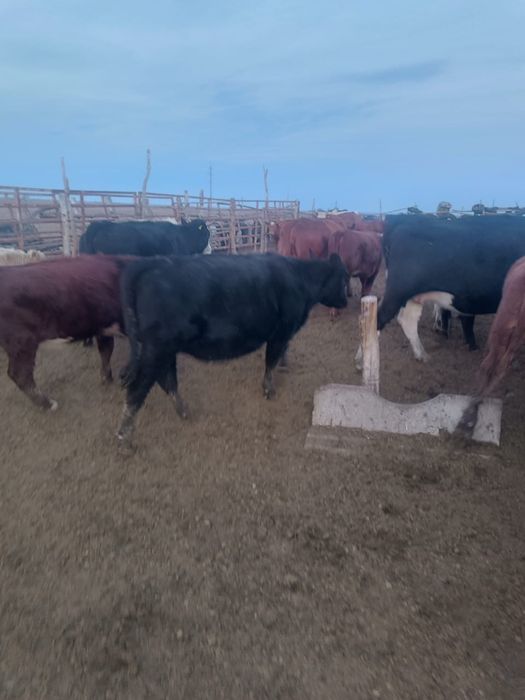 Крупный рогатый скот