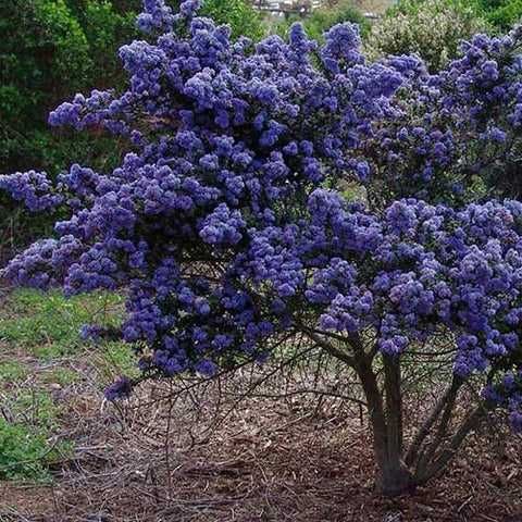 Цеанотусът (Ceanothus) или калифорнийският люляк