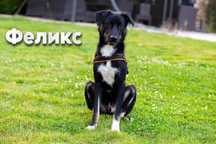 Феликс - умен, игрив, добър