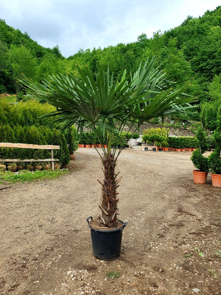 Vand palmieri, Cycas, Trachycarpus fortunei, phoenix, livrez în țară.