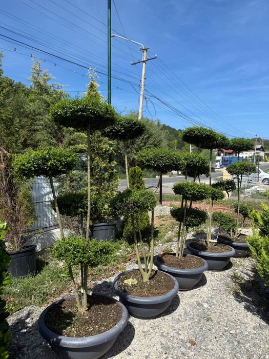 Plante ornamentale leylandii spirale maslin palmier orice specie