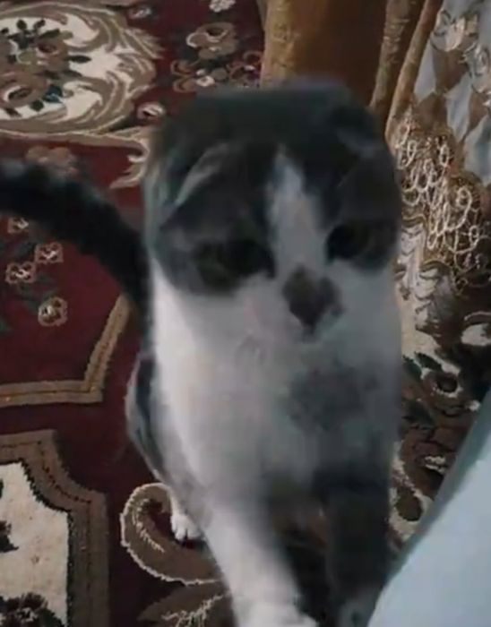 Scottish Fold 2 yosh