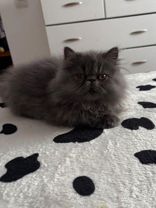 Motănel persan în vârstă de 3 luni jumătate