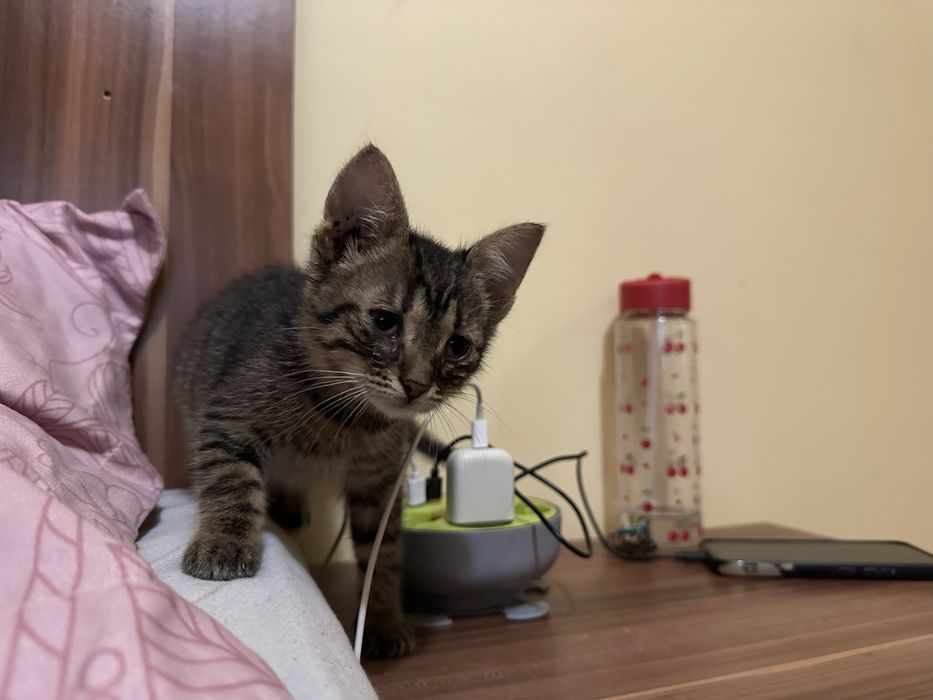 Motanel spre adoptie