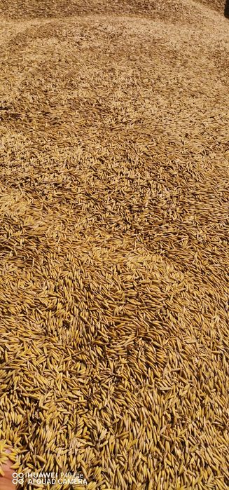 Ovăz de vânzare 2025