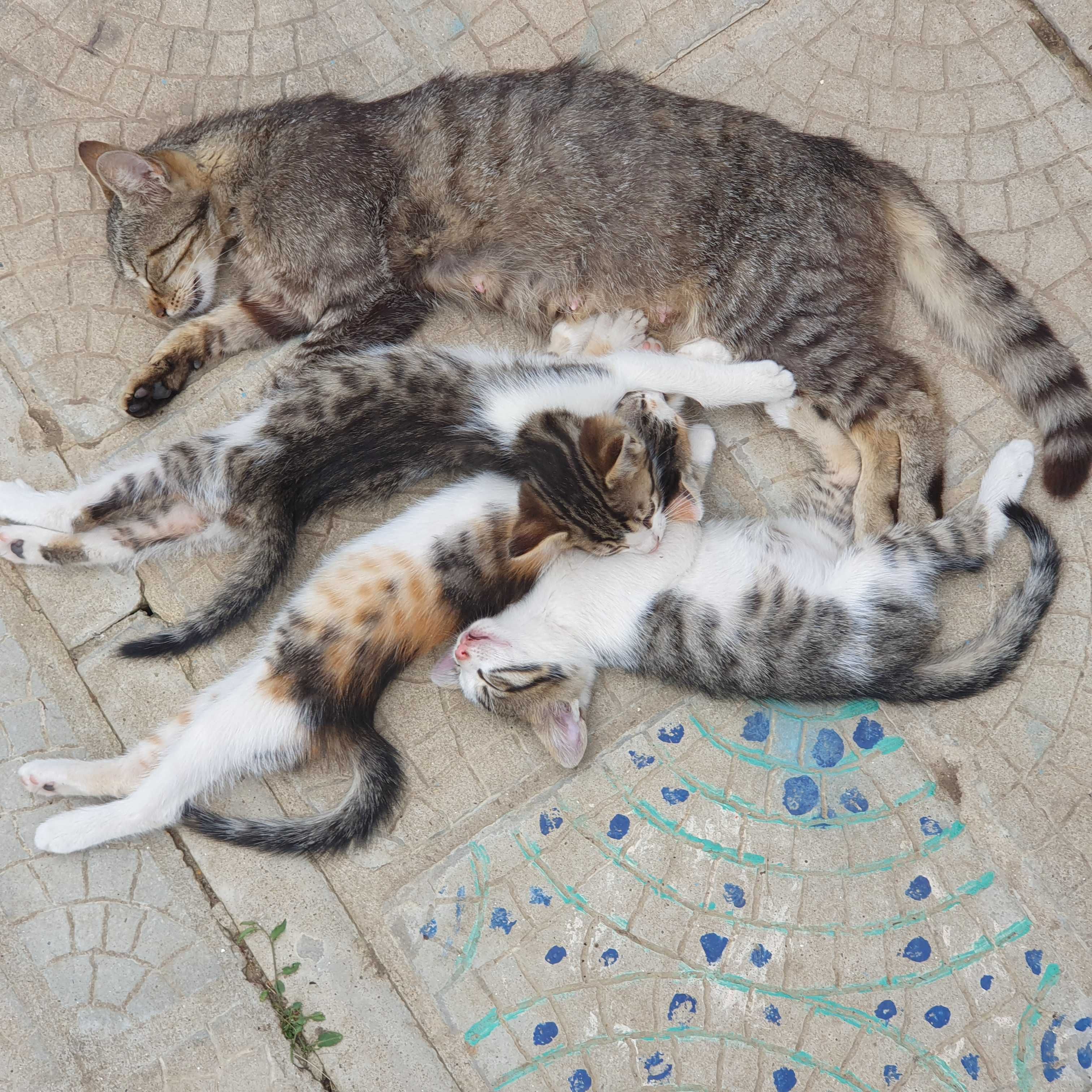 подарявам котенца